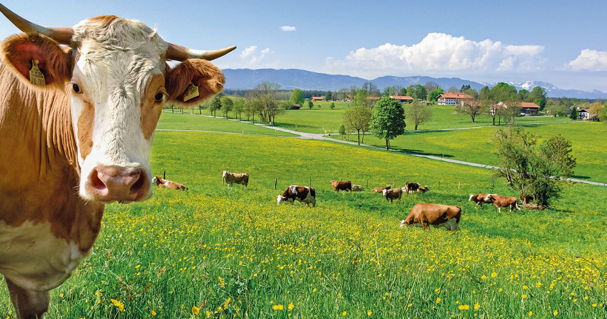 kologischer-landbau-initiative-kobauern